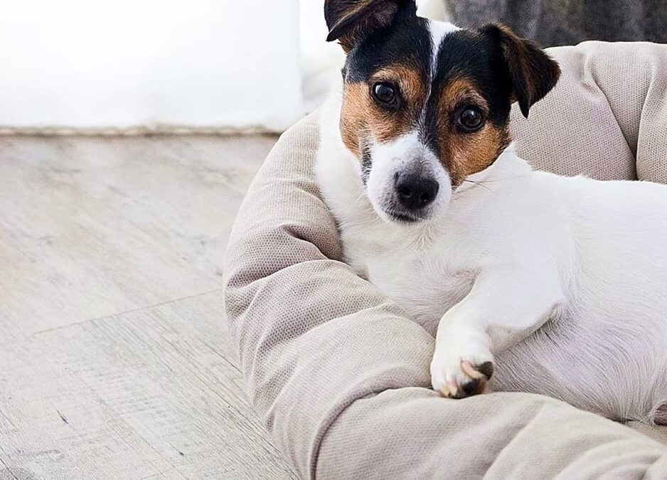 ¿Cómo elegir camita para tu mascota?